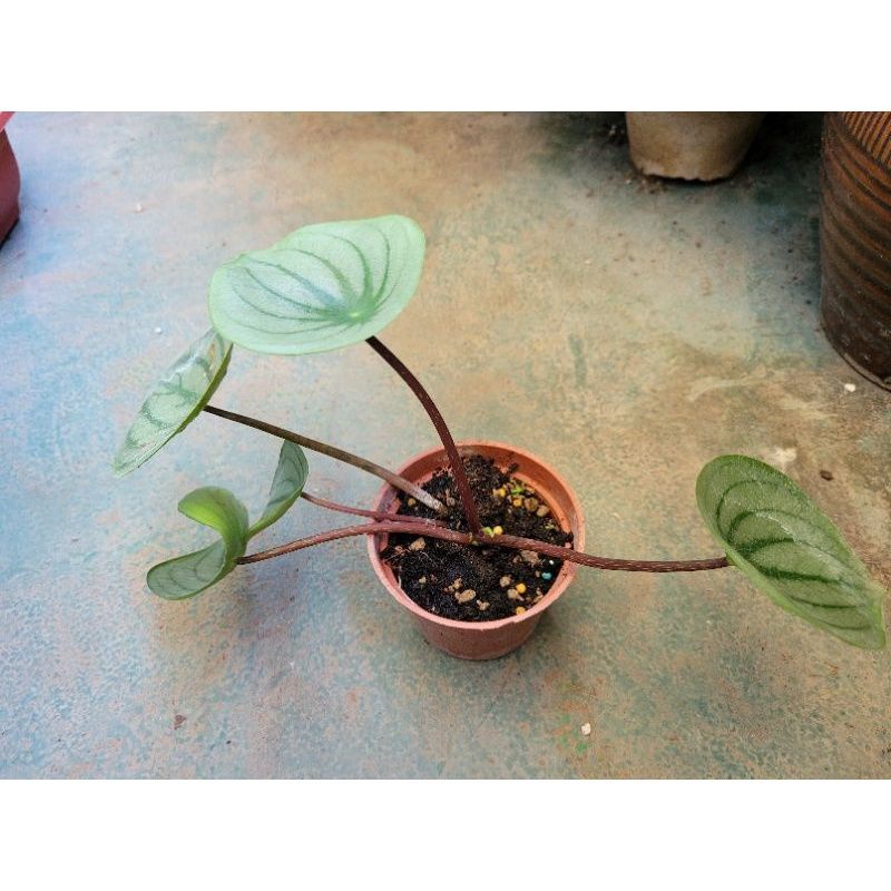 ◤永藝◢觀葉植物_西瓜皮椒草 小西瓜 大西瓜