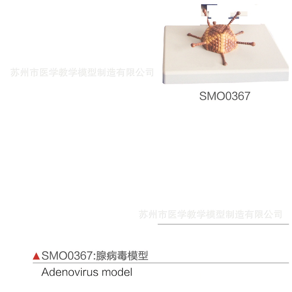 SMO0367腺病毒模型