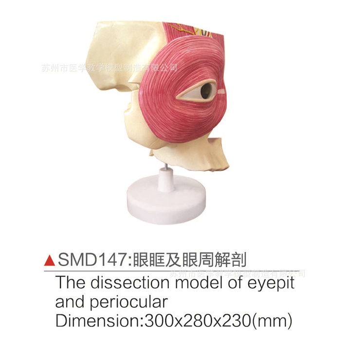 SMD147眼眶及眼周解剖