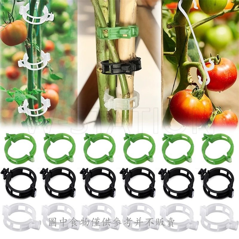 10 件裝番茄格子夾/花園蔬菜藤夾/植物支撐快速夾用於園藝用品