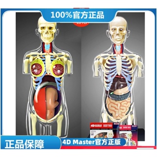 (MD-E27) 4D Master透明半身人體孕婦內臟器官解剖組拼(可開發票)