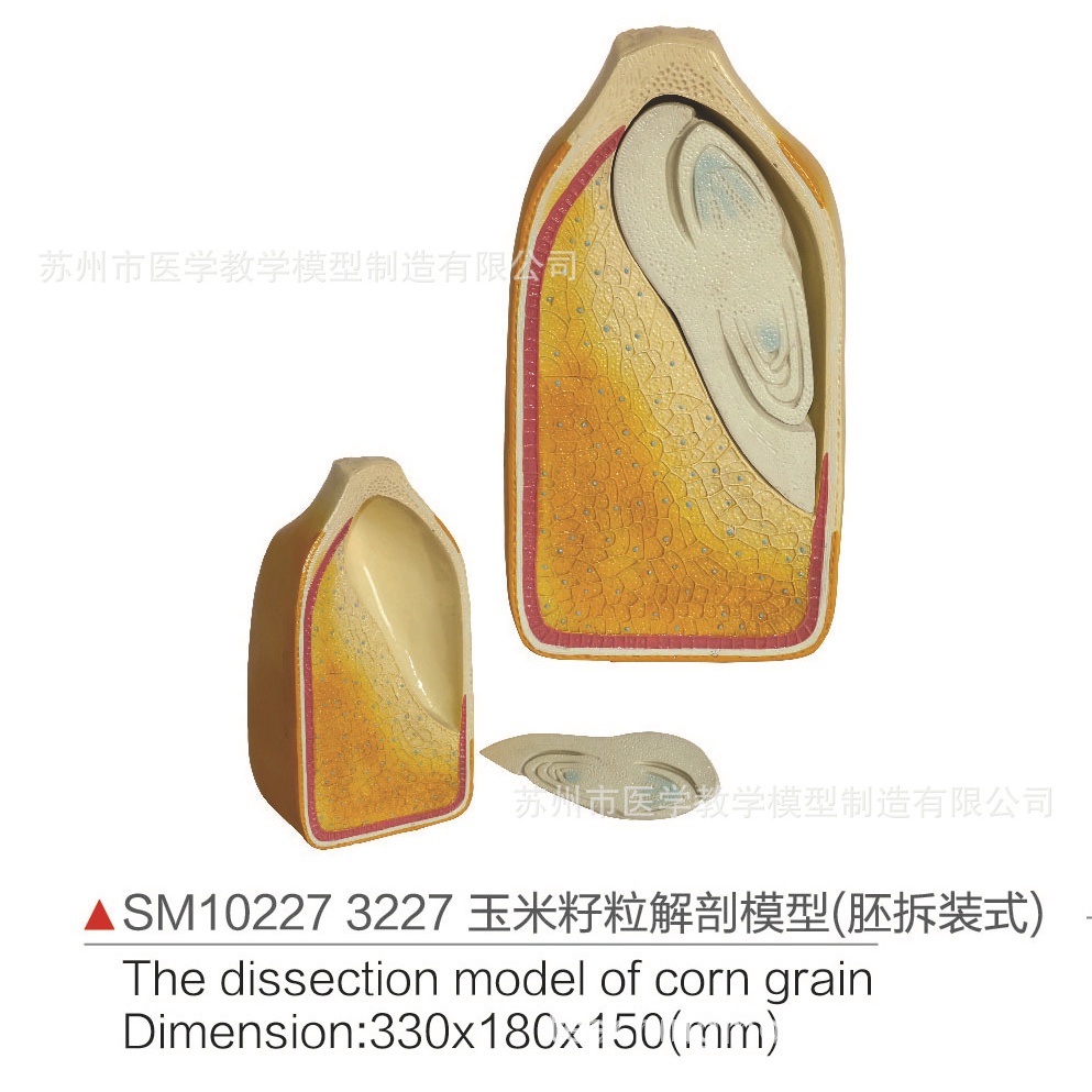 SM10227 3227玉米籽粒解剖模型（胚拆裝式）
