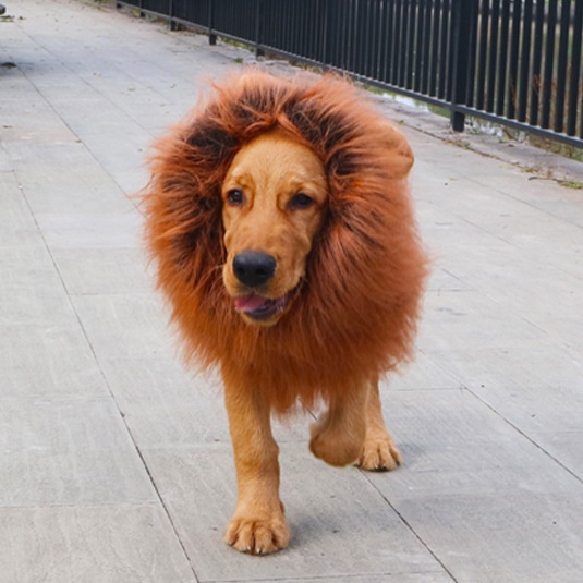 寵物狗狗搞怪毛絨獅子頭套金毛搞笑變身裝柯基假髮寵物帽子