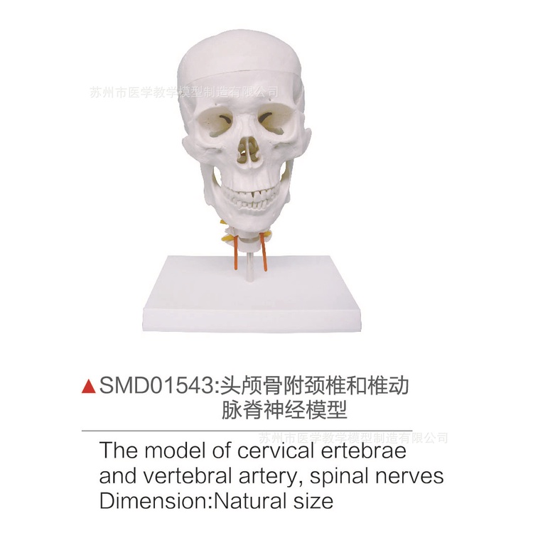SMD01543頭顱骨附頸椎和椎動脈脊神經模型