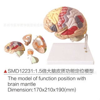 SMD12231 1.5倍大腦皮質功能定位模型