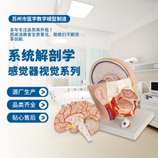 (SM-7) 感覺器視覺系列醫用教學模型大腦皮質功能定位模型成像演