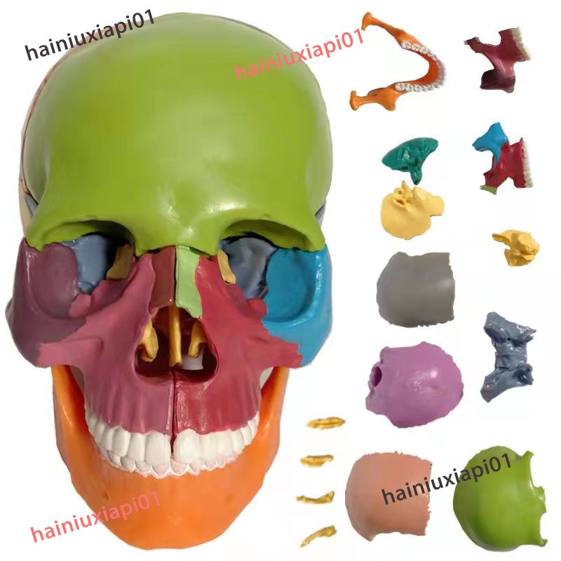 美術醫學仿真骷髏 1：2人頭骨模型 頭顱骨解剖標本 彩色分區頭顱頭骨 人體探索