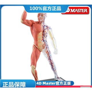 (MD-E10) 正版4D Master 益智拼裝玩具 人體肌肉人器官(可開發票)