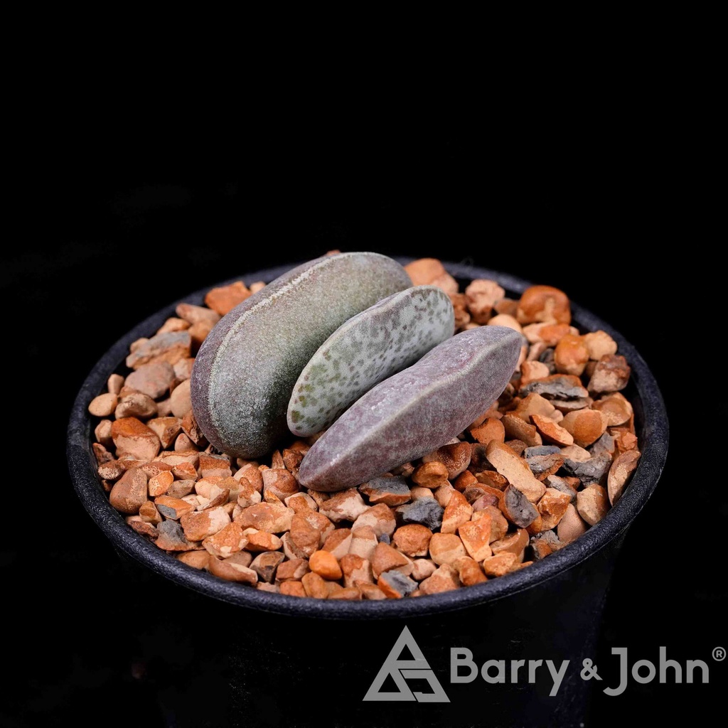 ｜芝麻馬卡龍天章｜Adromischus Hallii CR1235｜