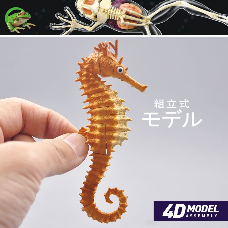 【優惠】版散貨4D拼插模型品動物鹿龜蜥蜴 解剖拼裝收藏教學DIY玩具E2