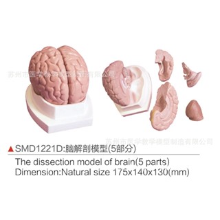SMD1221D腦解剖模型5部件頭部解剖模型自然大教學模型廠家貨源