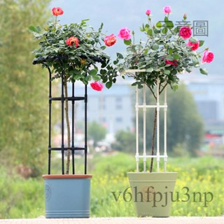 💗免運開發票💗園藝傘形玫瑰爬藤架 爬藤架 植物支撐架 爬藤支架 植物支架 盆栽支架 藤架 爬藤花架植物攀爬架月季鐵線蓮架