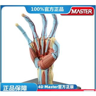 (MD-E3) 正版 4D MASTER 益智拼裝玩具 人體手器官解剖(可開發票)
