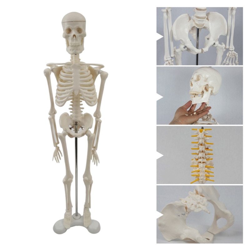 Love* 用於解剖學的人體骨架模型 17 迷你人體骨架模型,帶活動手臂和腿部科學模型,用於螺柱