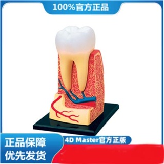 (MD-E7) 正版 4D MASTER 益智拼裝玩具 人體牙齒器官解(可開發票)