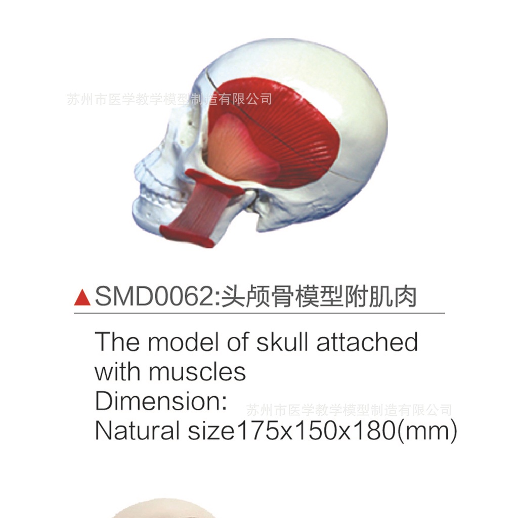 SMD0062頭顱骨模型附肌肉
