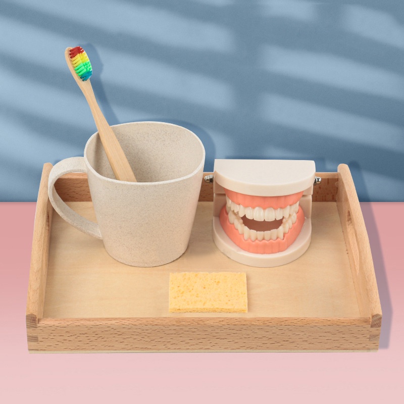 蒙氏教具 兒童刷牙洗漱套裝 早教益智玩具 假牙牙模型 幼兒園認知牙齒
