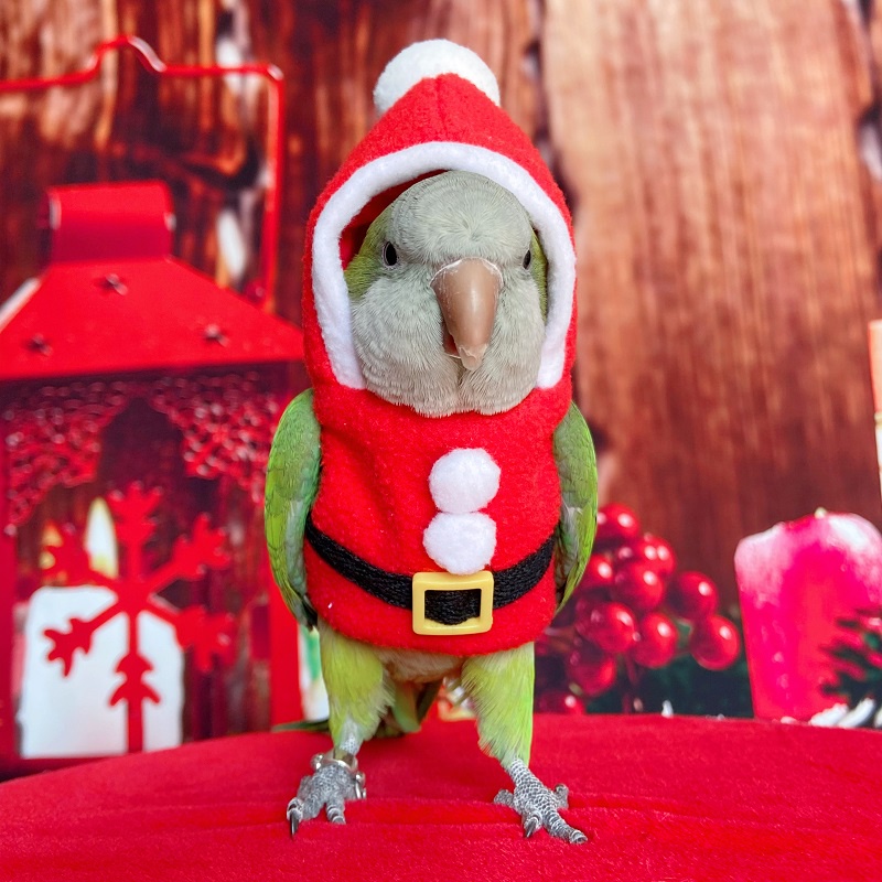 響叮噹-大中小型寵物鸚鵡鳥衣服保暖加絨加厚款棉襖棉服飛行服 聖誕用品587732777144