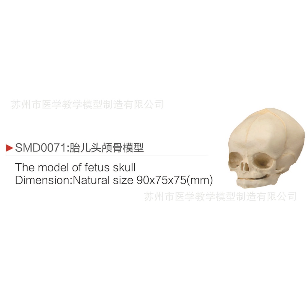 SMD0071胎兒頭顱骨模型