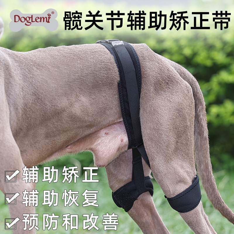寵物狗狗髖關節輔助矯正帶寵物後腿關節恢復輔助帶護具
