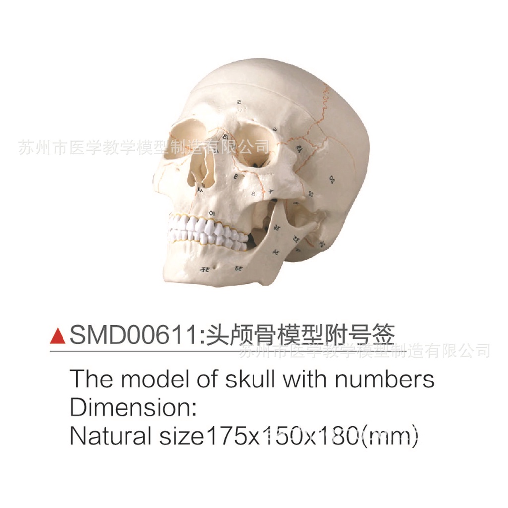 SMD00611頭顱骨模型附號簽