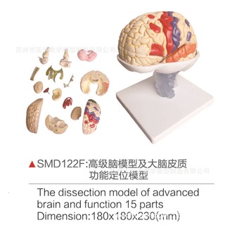 SMD122F高級腦模型及大腦皮質功能定位模型