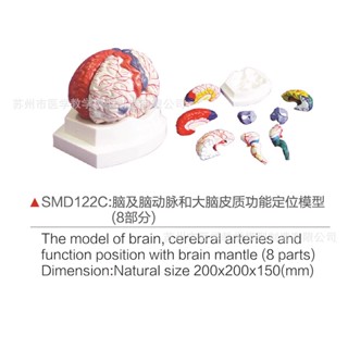 SMD122C腦及動脈和大腦皮質功能定位模型（8部件）