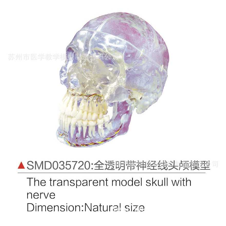 SMD035720全透明帶神經線頭顱模型