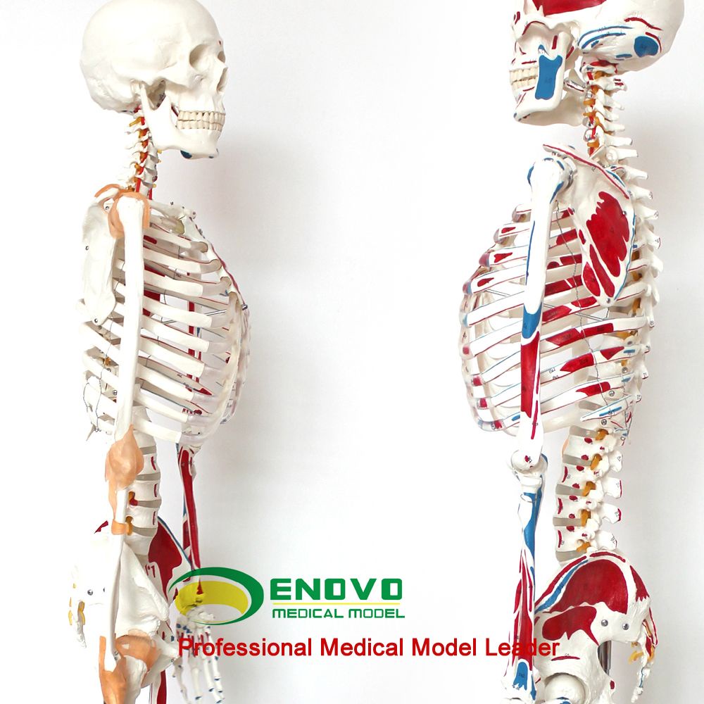 (ENOVO-423) 醫用人體170CM骨骼模型 數字標識款 美術藝用 骨骼模型