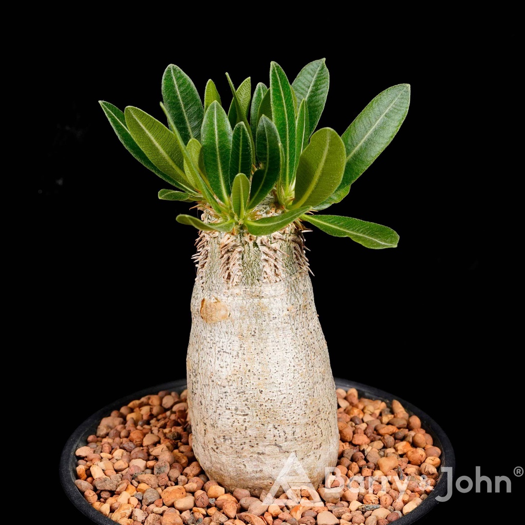 ｜一本尼｜一物一拍｜Pachypodium eburneum｜