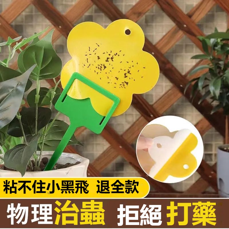 天惠~花型粘蟲板強力雙面粘蟲板小黑飛粘蟲紙家用黃色果蠅誘捕器植物