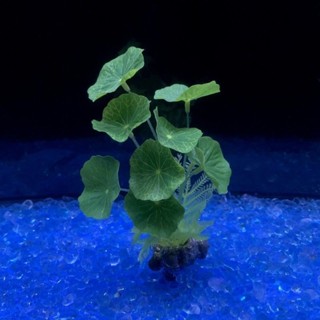🚀臺灣出貨🚀魚缸造景擺件模擬水草多頭銅錢草點輟