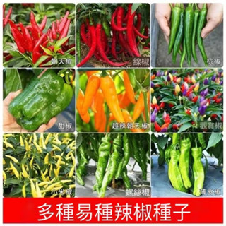 臺彎現貨 速發【辣椒種子】四季蔬菜 香料最全品種辣椒種子 菜椒 七彩甜椒朝天椒/五彩椒室外栽種蔬果種子 超低價 限時搶購