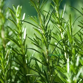 臺灣現貨速發【 迷迭香種子】四季迷迭香 盆栽香草種子高階西餐 可食用 香料 四季播種驅蚊香草 迷迭香種子 限時搶購