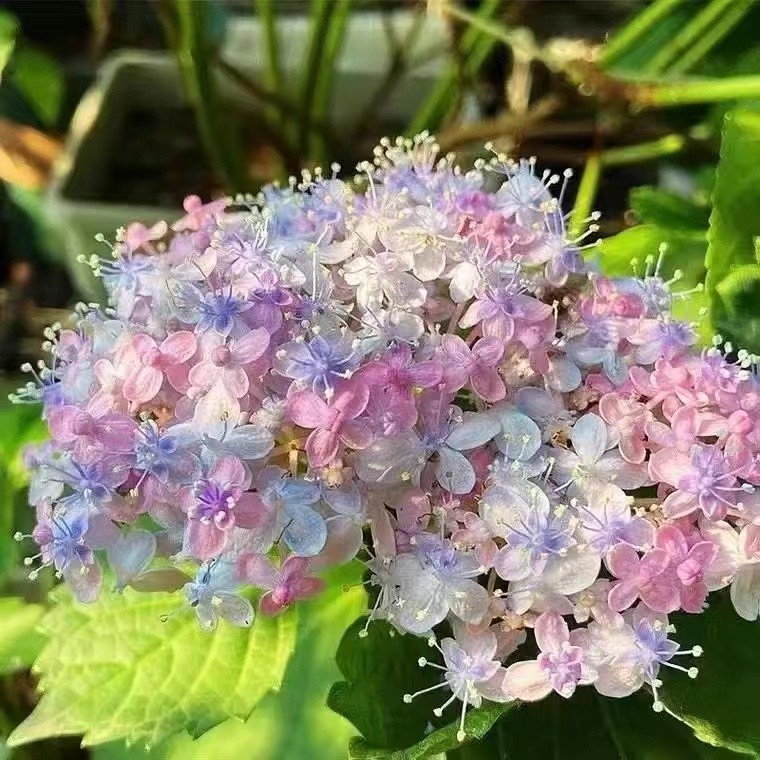 台灣現貨現發秒發 【繡球花種子】   盆栽繡球 爆款💥三河千鳥繡球無盡夏繡球種子 七彩繡球花種子  四季花海 造景 花束