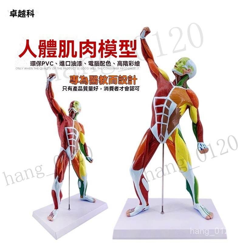 臺灣出貨.肌肉模型 50公分人體全身肌肉解剖模型人體淺層肌肉解剖 肌肉人軀幹解剖模型