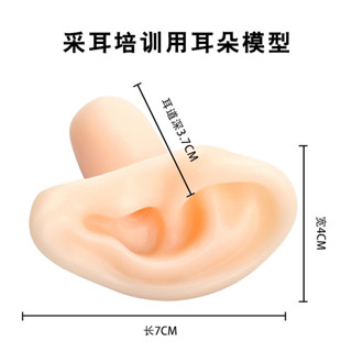 天藝耳朵模型矽膠耳朵模擬人耳採耳工具採耳教學用學員練習培訓用