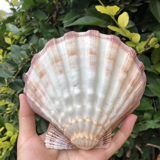 🚀臺灣出貨🚀天然獅爪貝超大厚貝殼家居裝飾品扇ins攝影道具盤子魚缸粉色