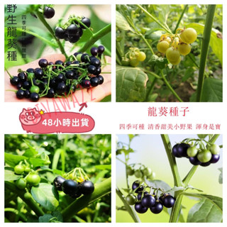 12h出貨龍葵種子（100粒） 四季種植 四季黑星星 黃悠悠 野海椒石海椒野傘子黑天天種子 盆栽蔬菜水果 不發芽全額退款