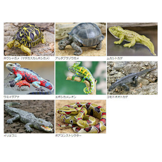 Colorata日本蝴蝶社正品動物模型模擬玩具野生爬行蜥蜴鱷魚龜蛇