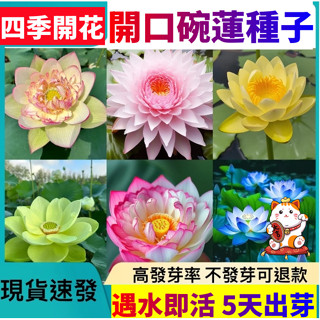 【臺灣發貨】 50款開口碗蓮種子 招財睡蓮種子 7天100%發芽 稀有珍貴碗蓮 已開口碗蓮大全 盆栽碗蓮 微蓮荷花