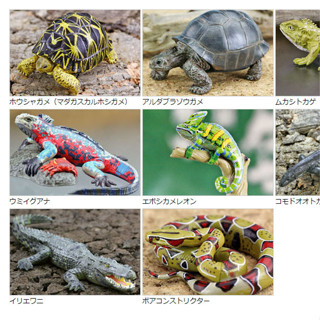 Colorata日本蝴蝶社正品動物模型模擬玩具野生爬行蜥蜴鱷魚龜蛇