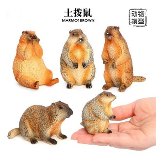 模擬動物塑膠模型玩具土撥鼠、土撥鼠、松鼠模型