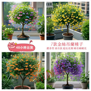 12h出貨 金絲蝴蝶吊籃（50粒）濃香型 四季種植花卉綠植盆栽室內外陽臺超長300天花期 耐寒好養植物花卉種子