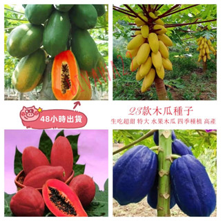 12h出貨 木瓜（20粒）木瓜種籽番木瓜 四季播種種子甜瓜種子紅心木瓜種子紅心牛奶木瓜木瓜籽薄皮多汁四季種植水果