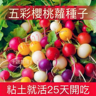 12h出貨 五彩（50粒）早熟櫻桃蘿蔔種子 圓形大白水果蘿蔔四季全年可種迷你小蘿蔔盆栽蔬菜種子#果菜