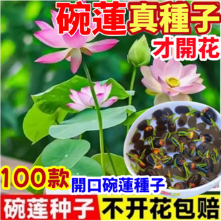 🌺50款已開口碗蓮種子🌺碗蓮種子 5天發芽 蓮花種子 睡蓮種子 水草種子 四季播種 水生植物 花盆水耕植物 水耕盆栽