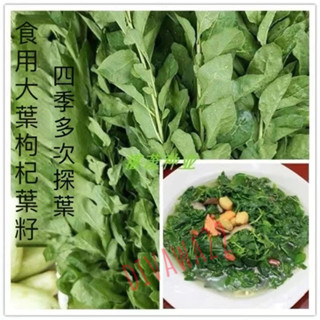 12h出貨 枸杞葉（50粒）葉用枸杞芽籽 菜用黑芽菜種子 無果枸蔬菜種子四季盆栽傢庭園藝