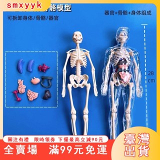 臺灣出貨 人體器官玩具人體骨架模型模擬拚裝軀幹結構內臟科敎類玩具 人體器官模型人體拚裝模型 人體器官模型 人體模擬模型