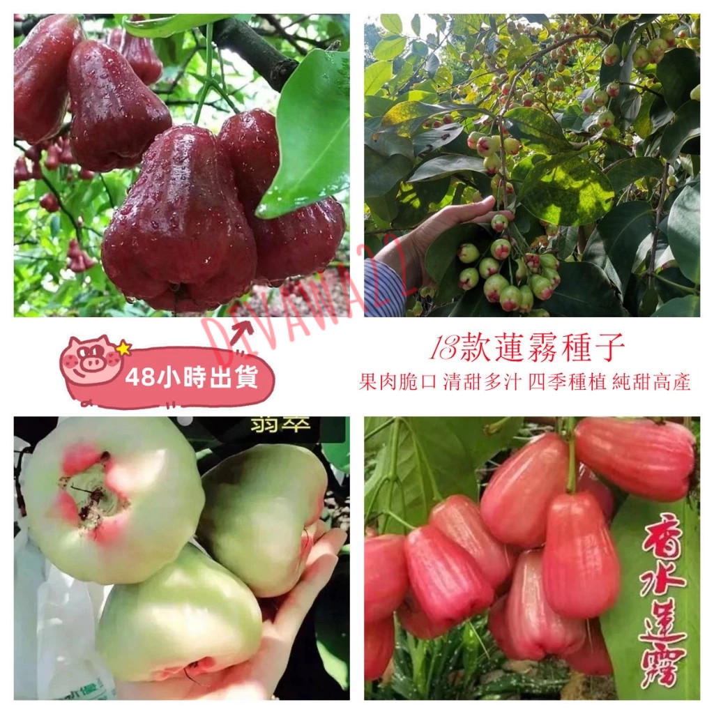 黑金剛蓮霧｜優惠推薦- 蝦皮購物- 2025年10月